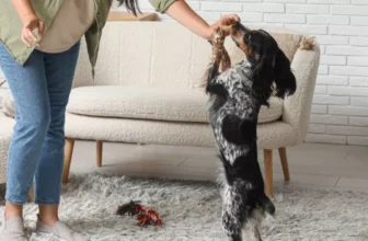 How Can Smart Pet Gadgets Help You Train Your Pet More Effectively?