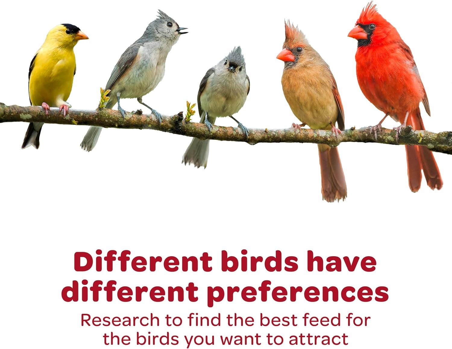 Kaytee All American Wild Bird Food Seed Blend, 5 Pound - Image 10