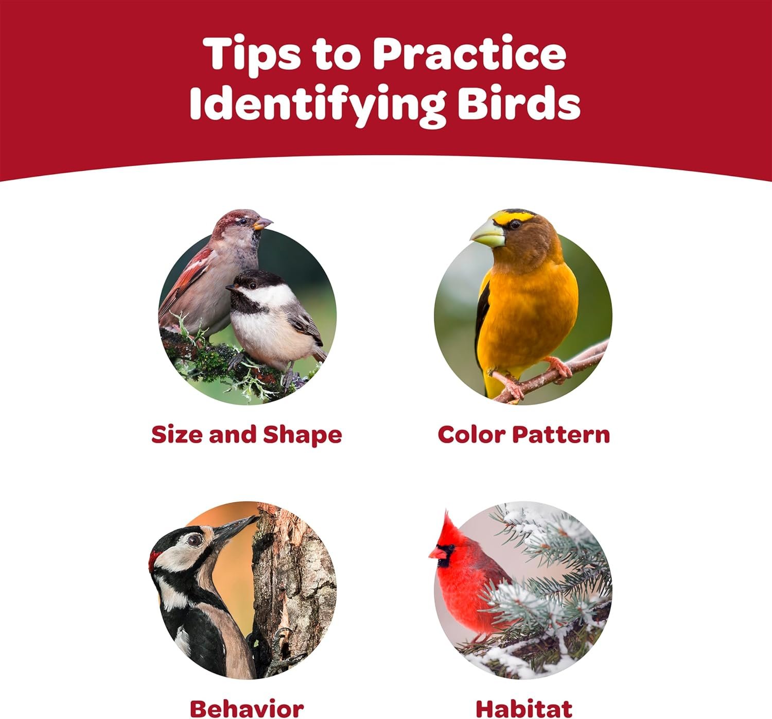 Kaytee All American Wild Bird Food Seed Blend, 5 Pound - Image 8