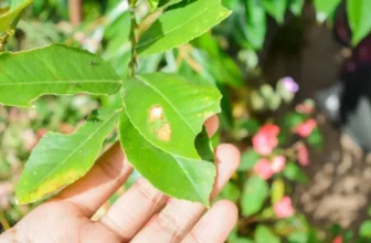 How Can You Identify and Treat Common Houseplant Pests?