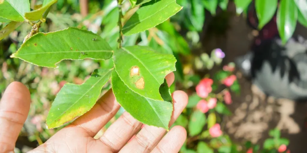 How Can You Identify and Treat Common Houseplant Pests? How Can You Identify and Treat Common Houseplant Pests?