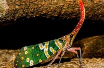 Why Do Exotic Pets Need Specialized Enclosures and Habitat Setups?