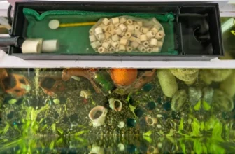 A Complete Guide to Aquarium Filtration Systems