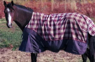 How Do You Select the Right Horse Blanket Size?